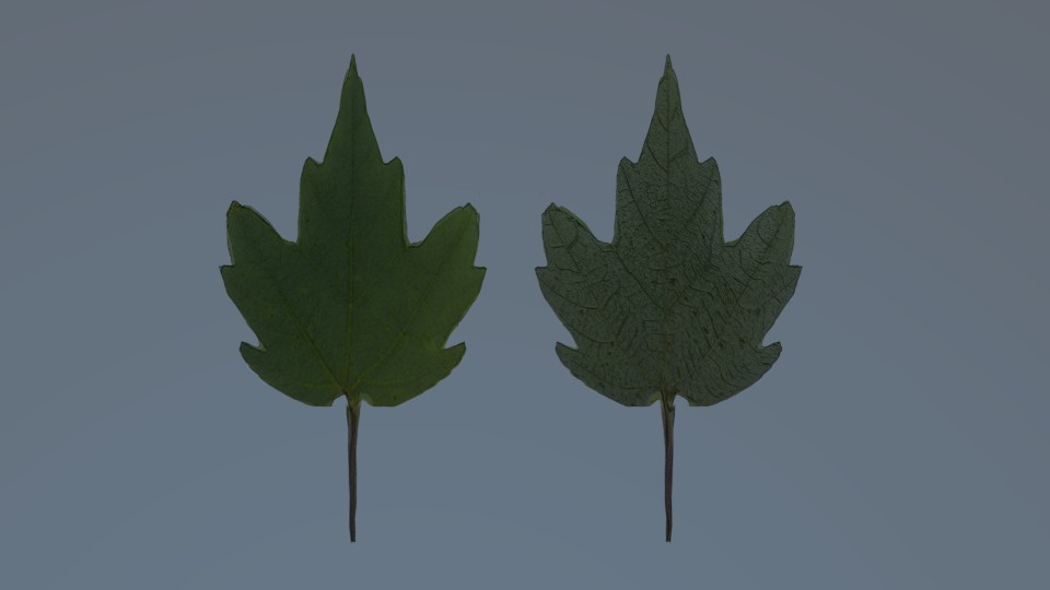 Florida Maple Leaf (Acer Floridanium) preview image 1